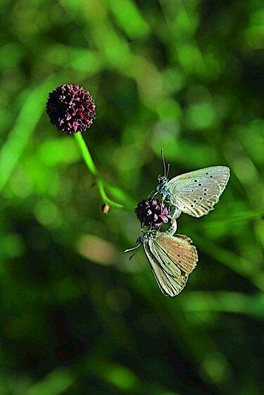 Zwei Wiesenknopf-Ameisenbläulinge sitzen auf der Blüte eines Großen Wiesenknopfes. Zwei Wiesenknopf-Ameisenbläulinge sitzen auf der Blüte eines Großen Wiesenknopfes.